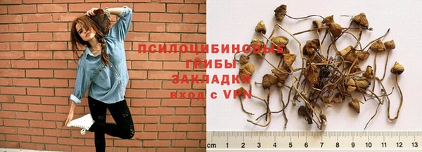 шишки Белокуриха